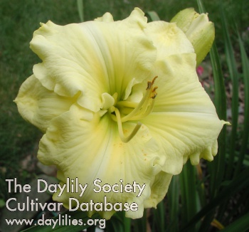 Daylily Eager and Early